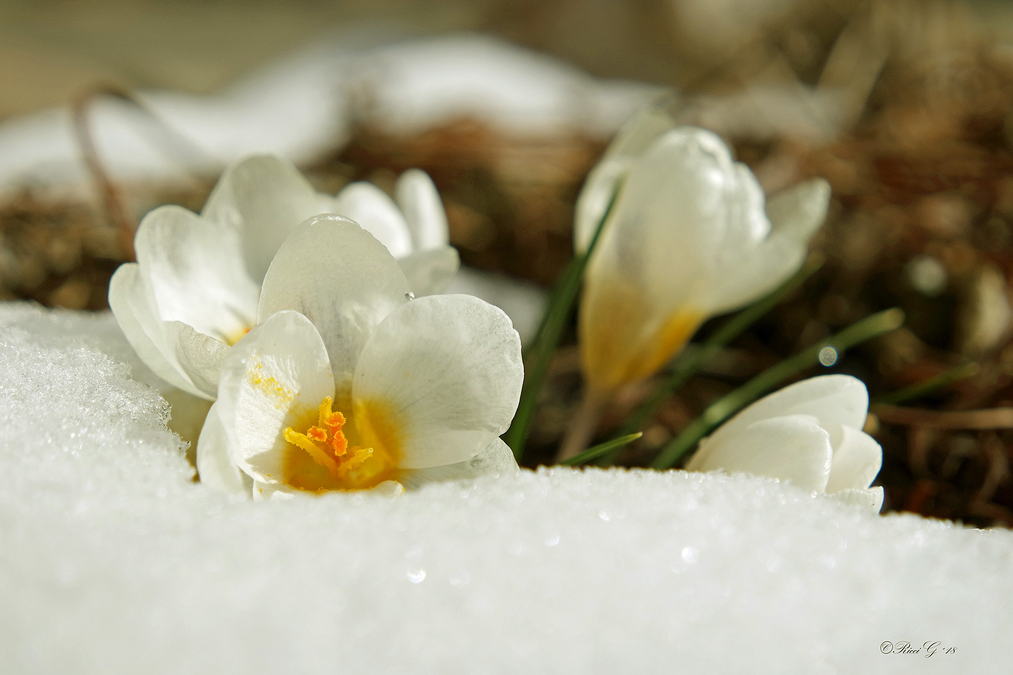 Samsung NX3300 sample photo. Wiedererwachen photography