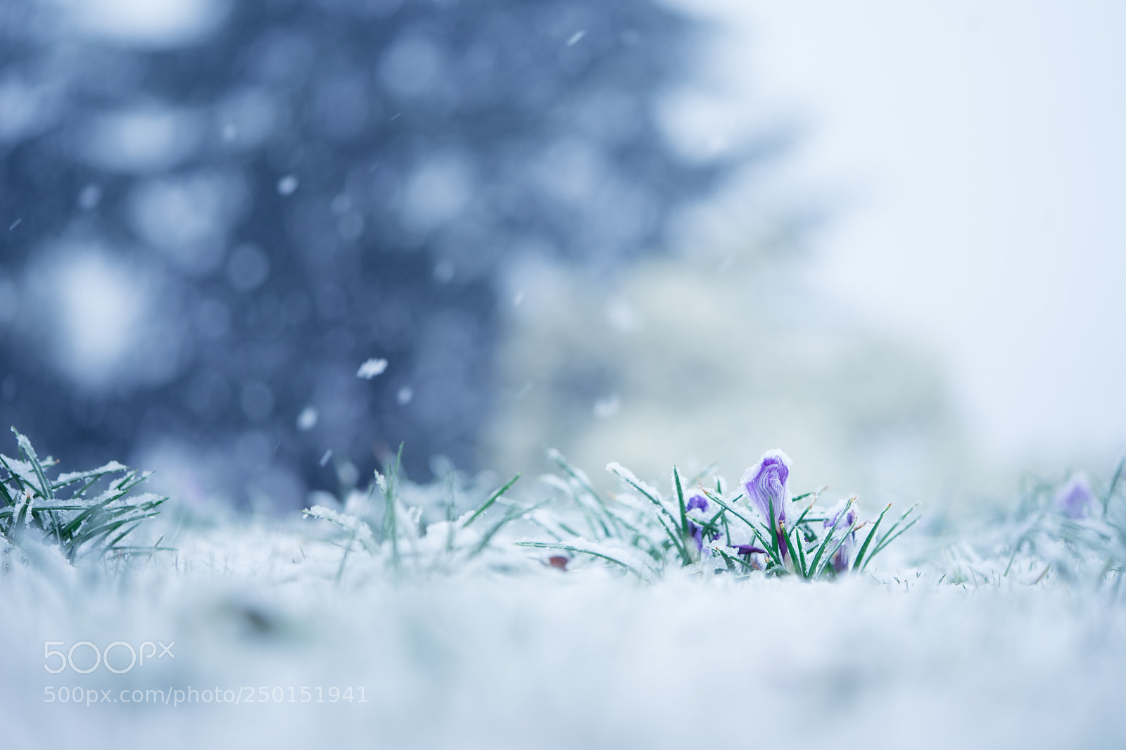 Sony a7 II sample photo. Crocus photography