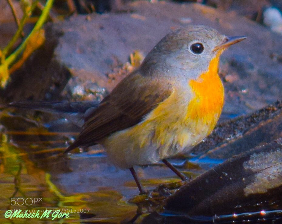 Nikon D5300 sample photo. Residents of valley- red photography