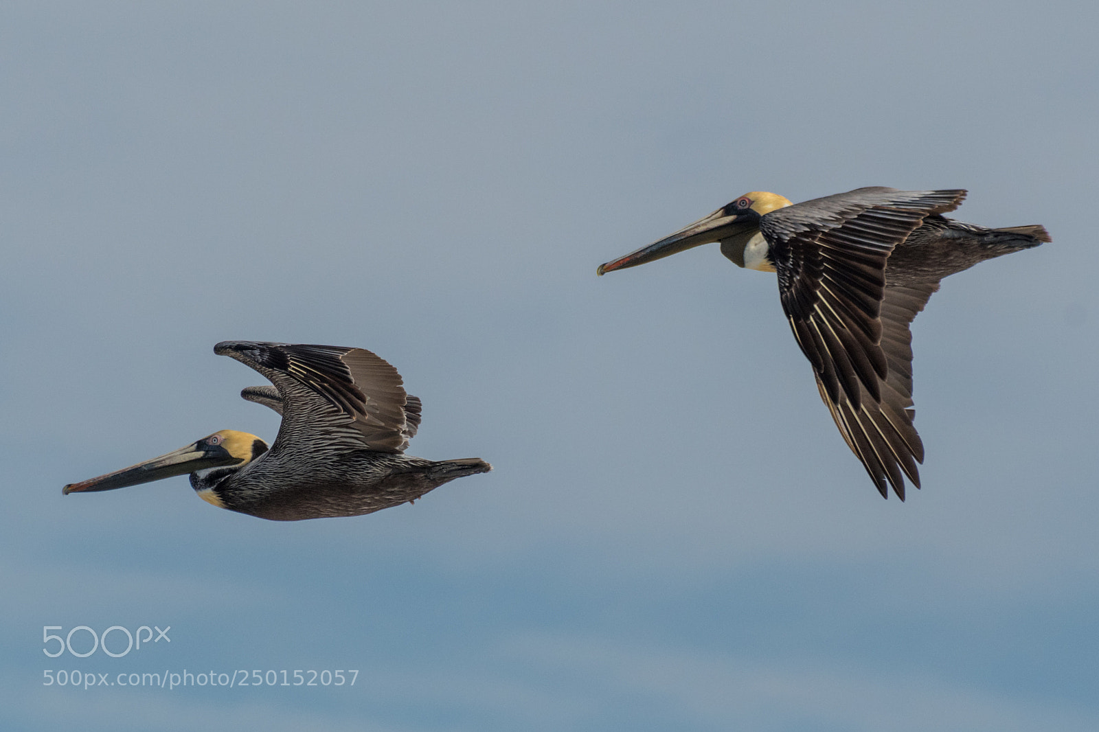 Nikon D500 sample photo. Pelicans photography