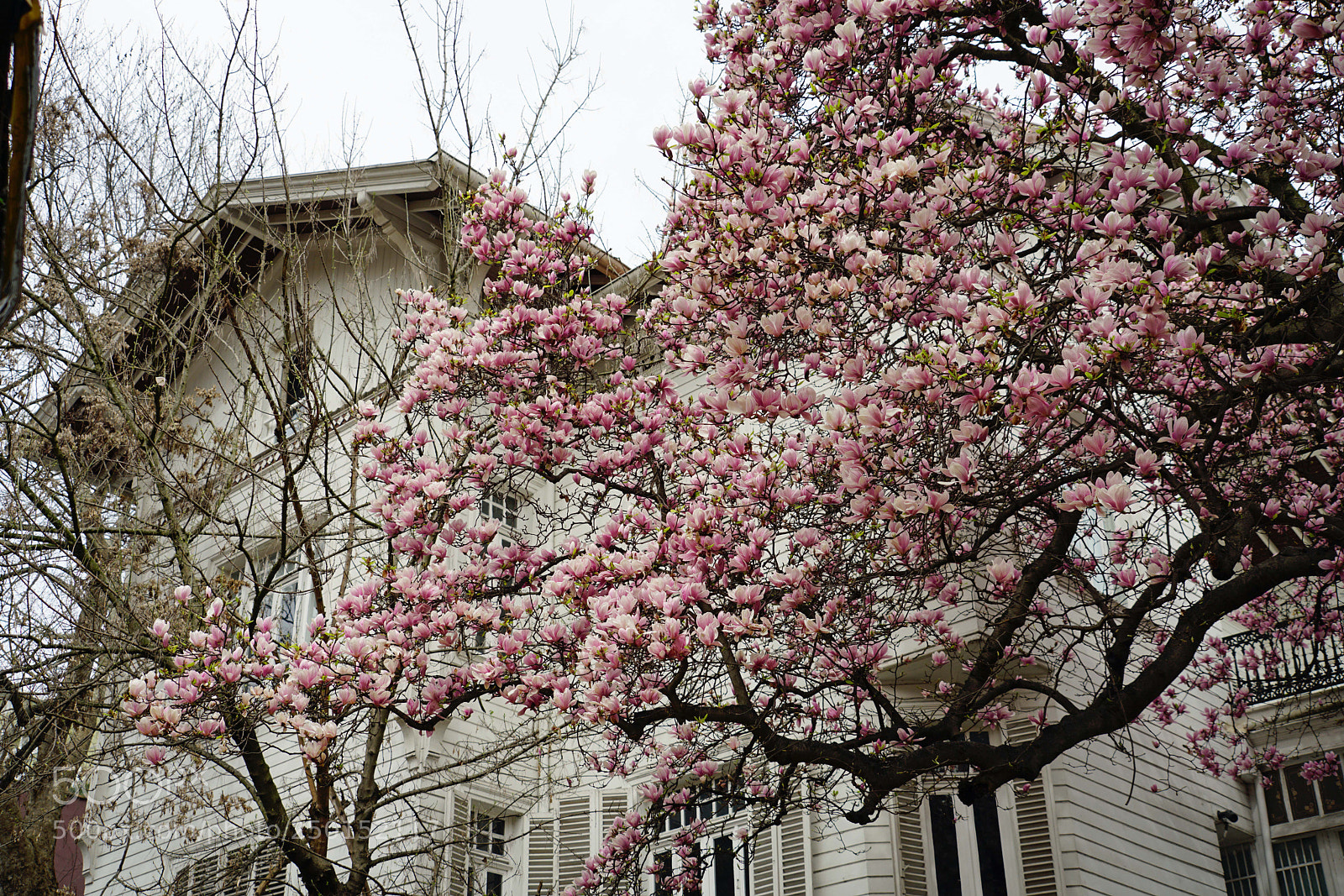 Sony a7R II sample photo. Finally spring is back photography