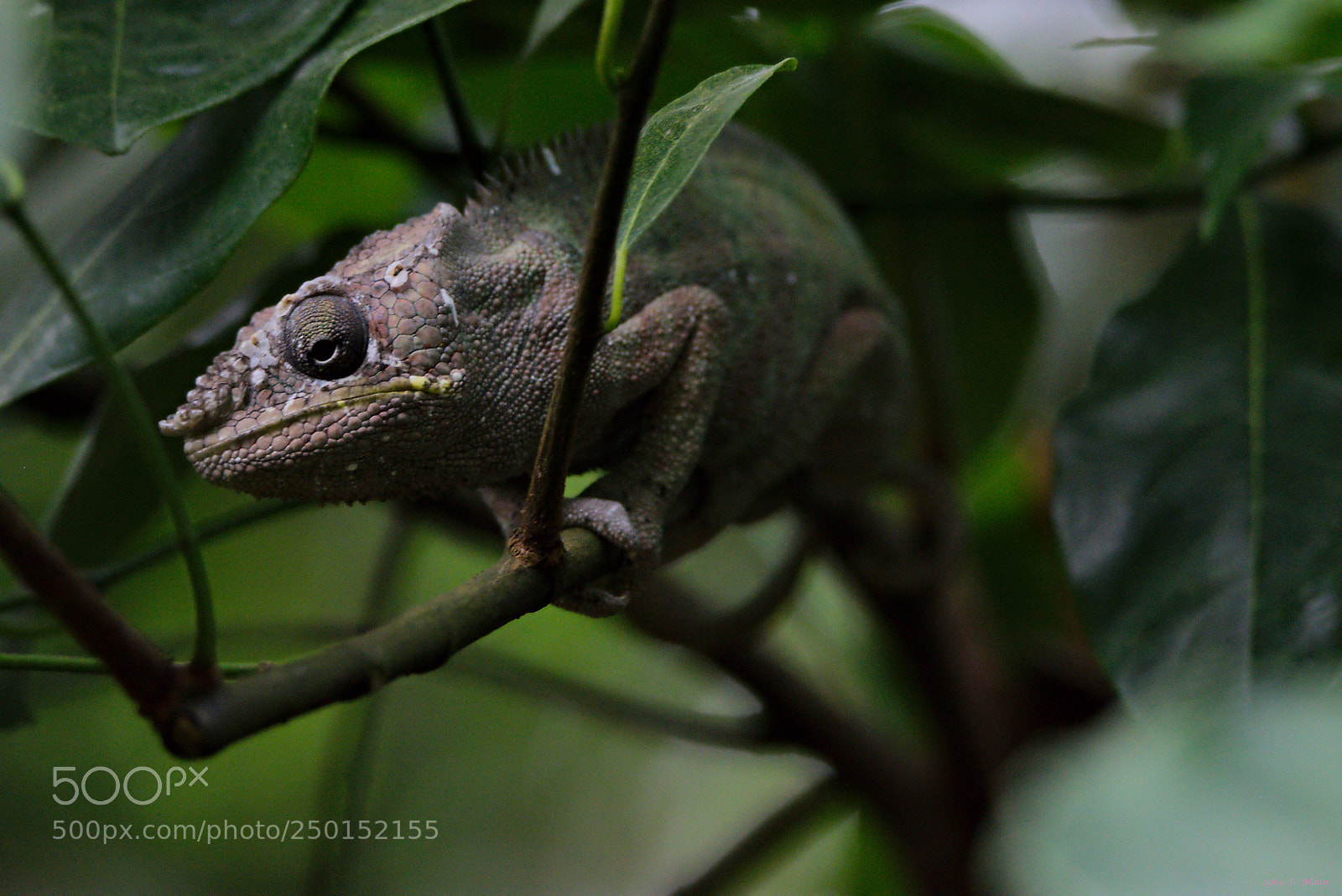 Nikon D7200 sample photo. Grumpy old men photography