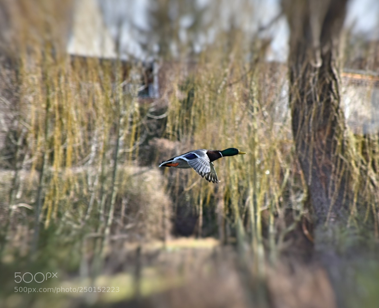 Nikon D5300 sample photo. Auf und davon! photography