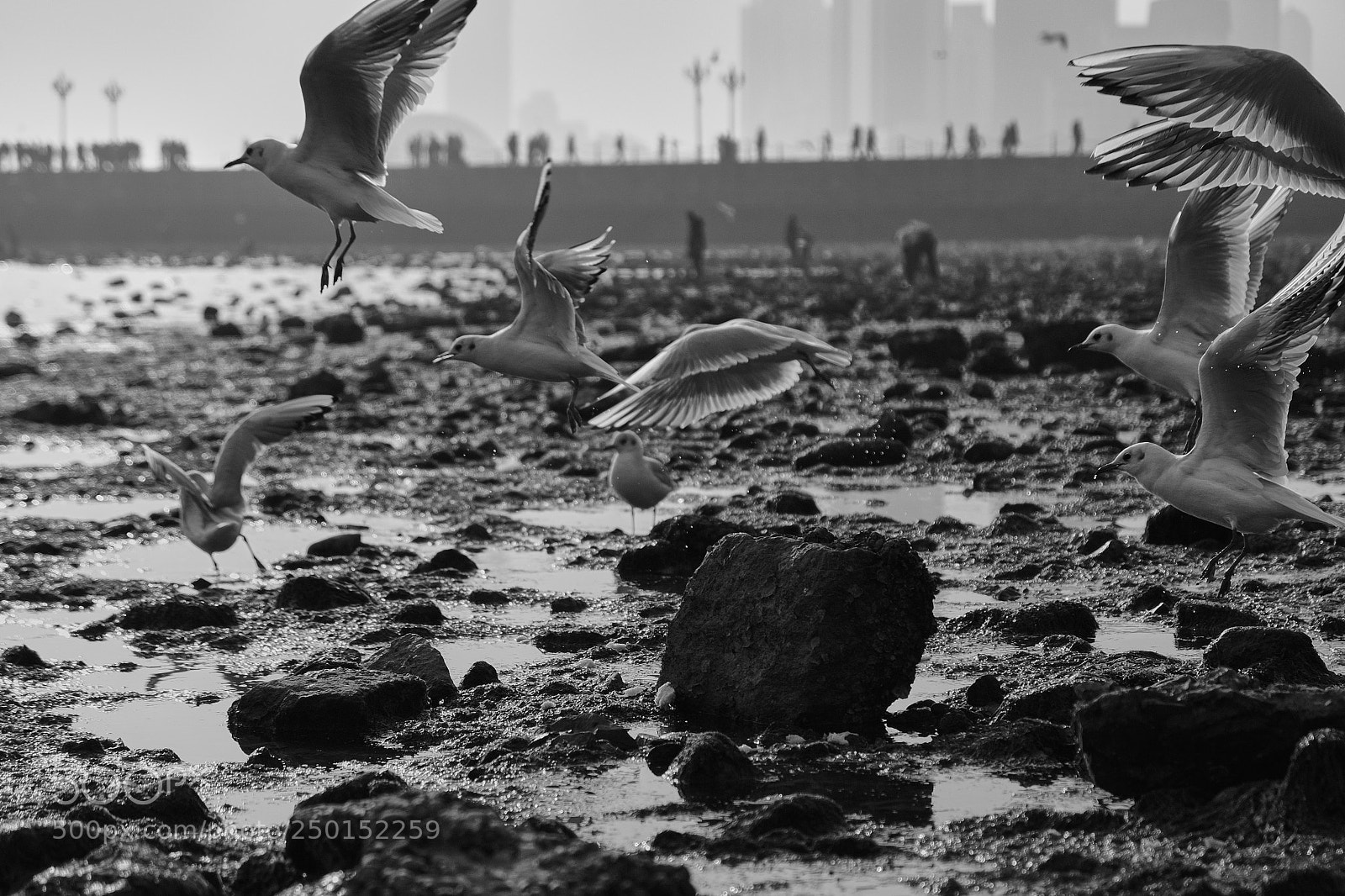 Fujifilm X-T20 sample photo. 群魔乱舞:3 photography