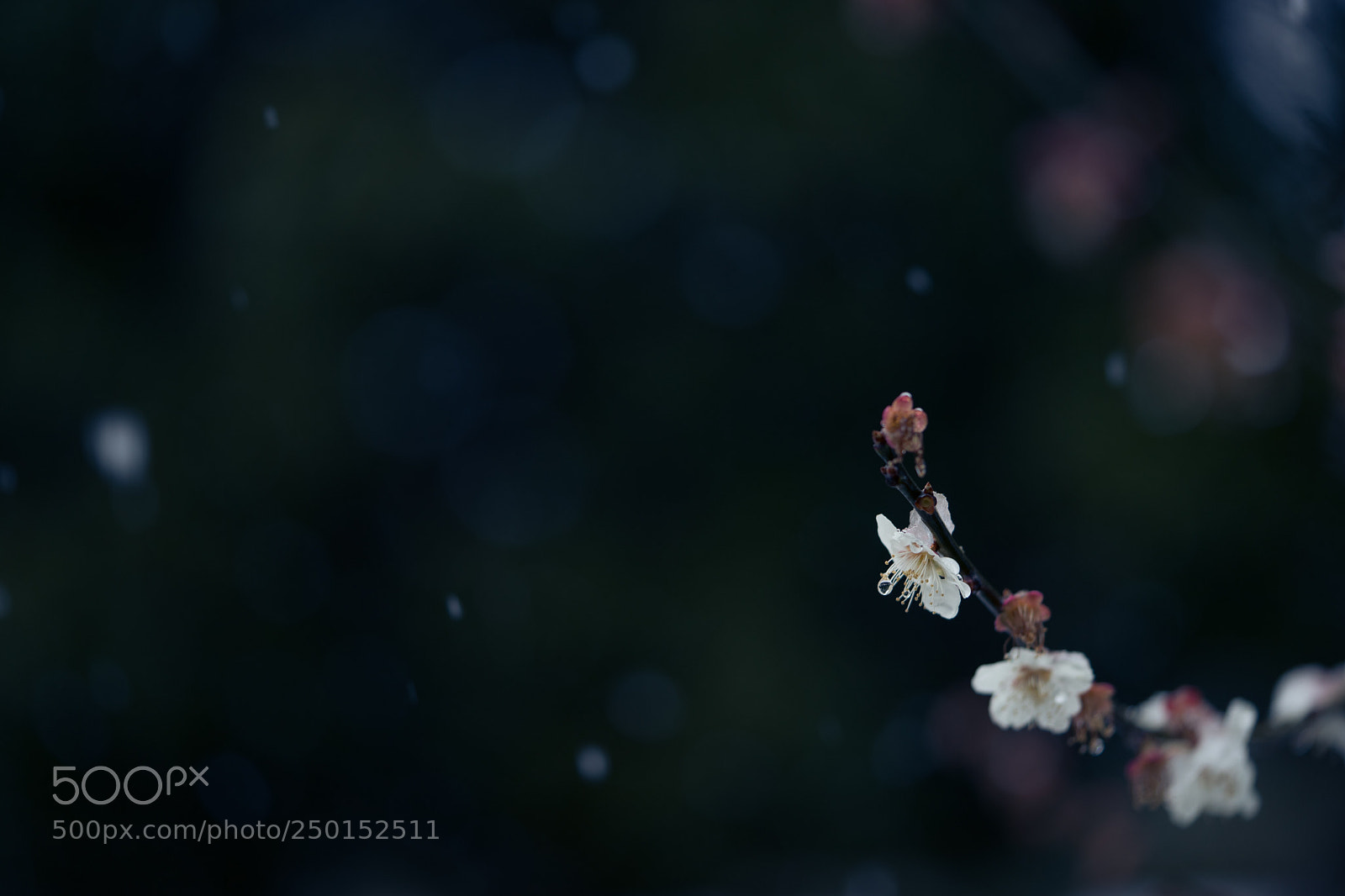 Sony a7 II sample photo. Plum and cherry blossoms photography