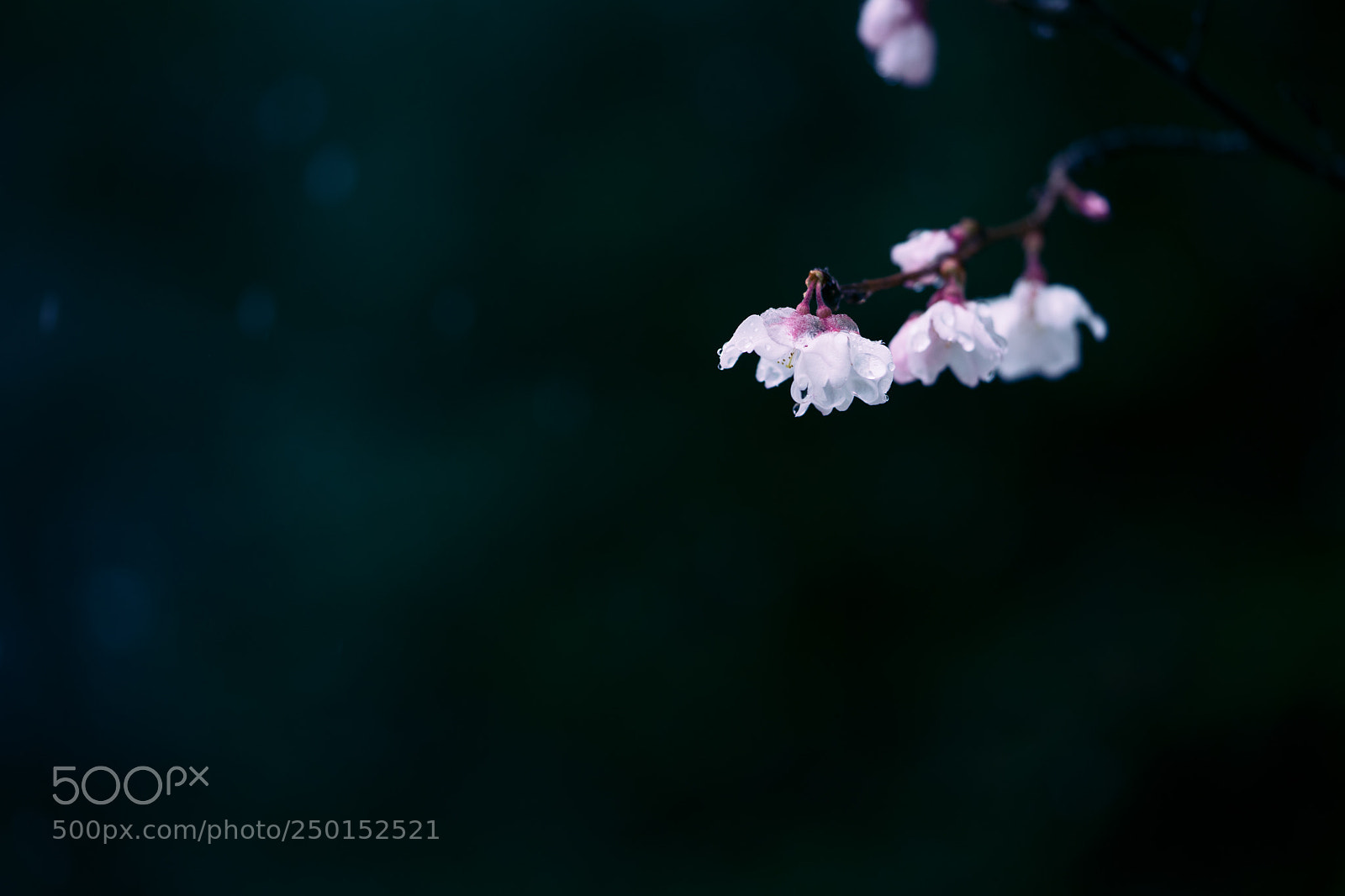 Sony a7 II sample photo. Plum and cherry blossoms photography