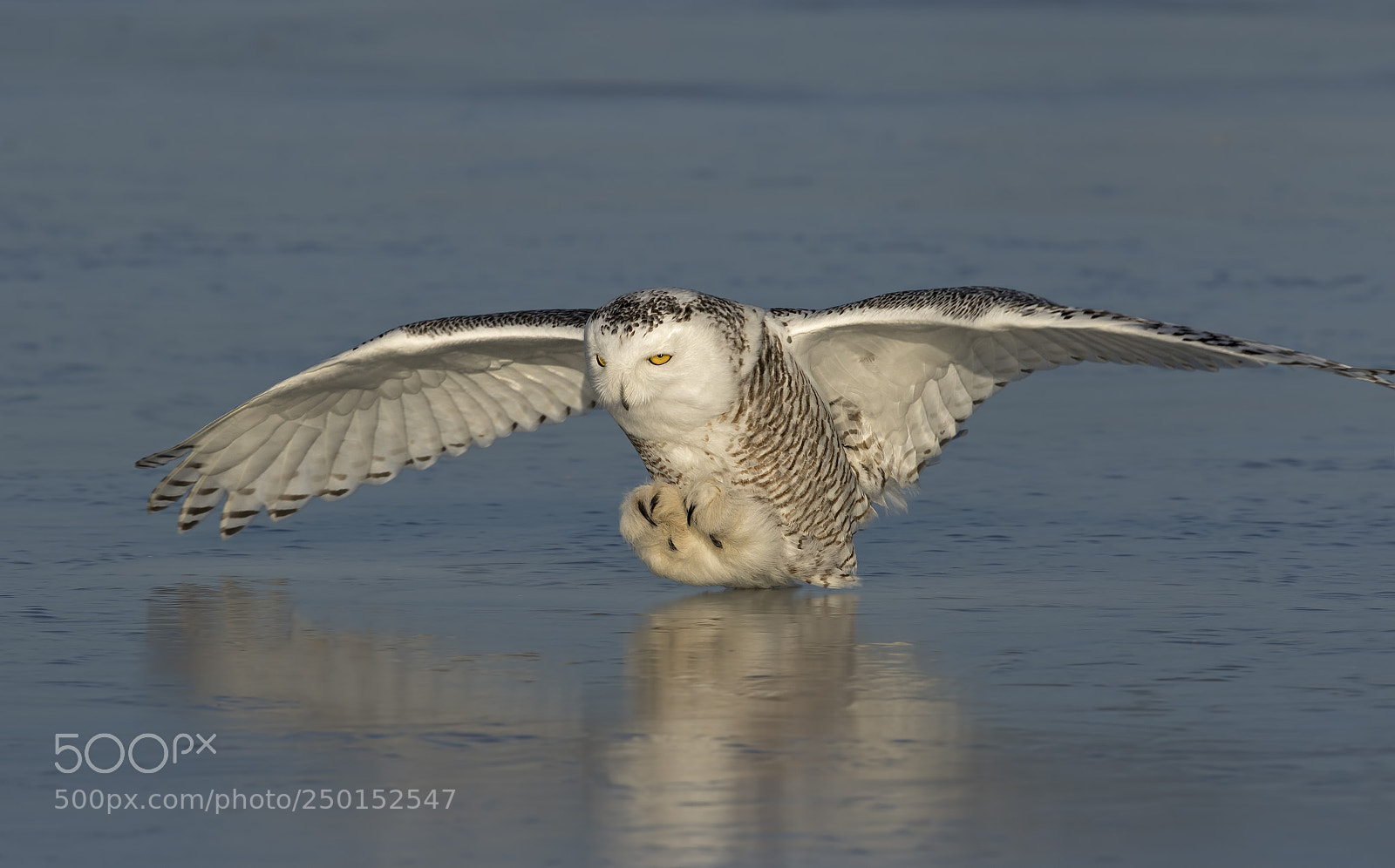 Canon EOS 7D Mark II sample photo. Snowy owl landing on photography