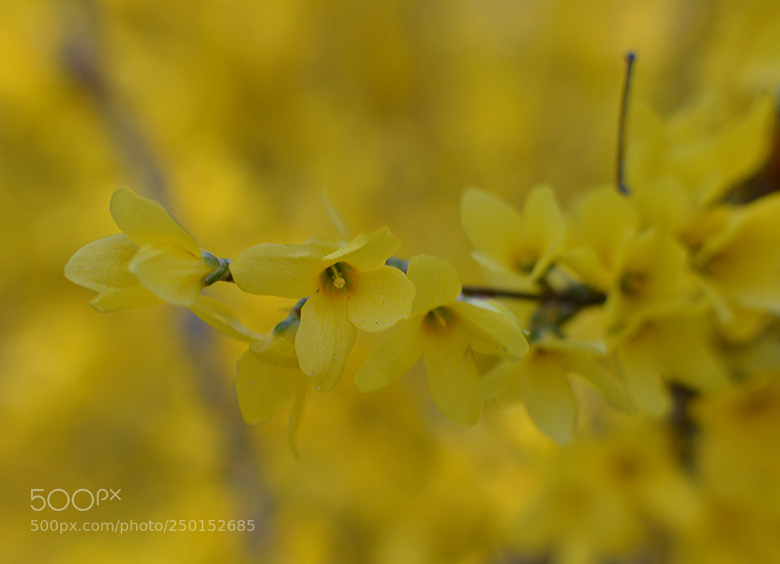 Nikon D3200 sample photo. Forsythia photography