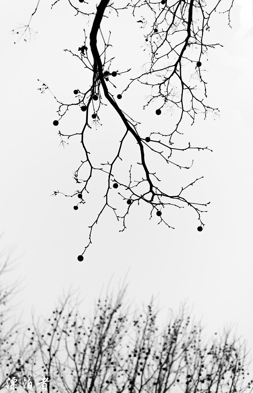 Nikon D610 sample photo. 冬枝   （ winter tree） photography