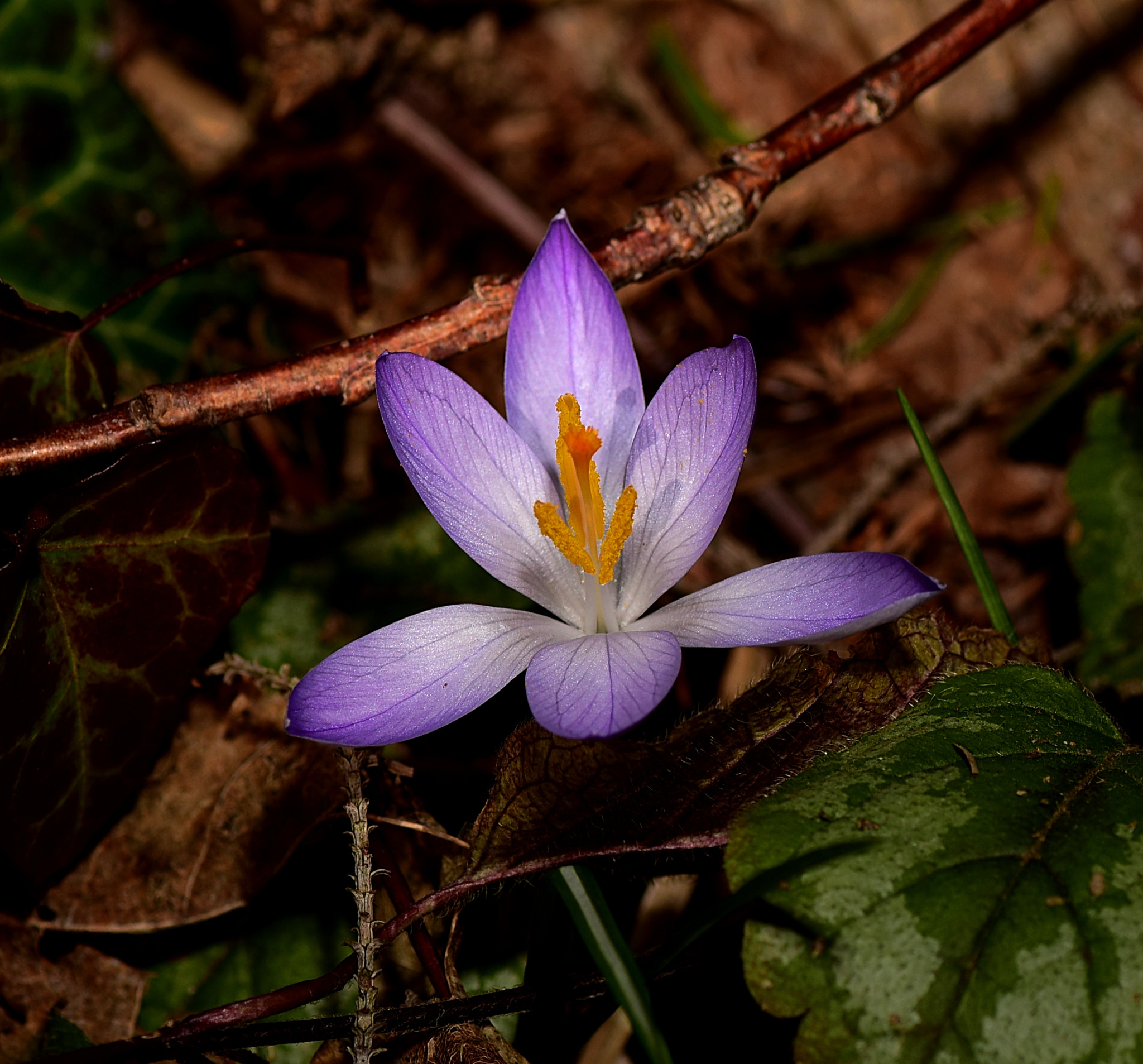 Nikon AF-S Micro-Nikkor 105mm F2.8G IF-ED VR sample photo. Spring crocus photography