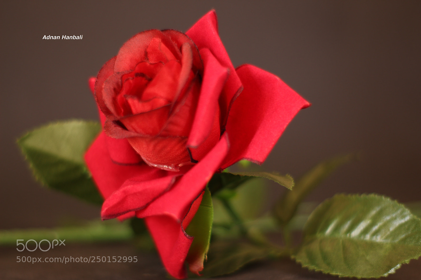Canon EOS 700D (EOS Rebel T5i / EOS Kiss X7i) sample photo. Fragility photography
