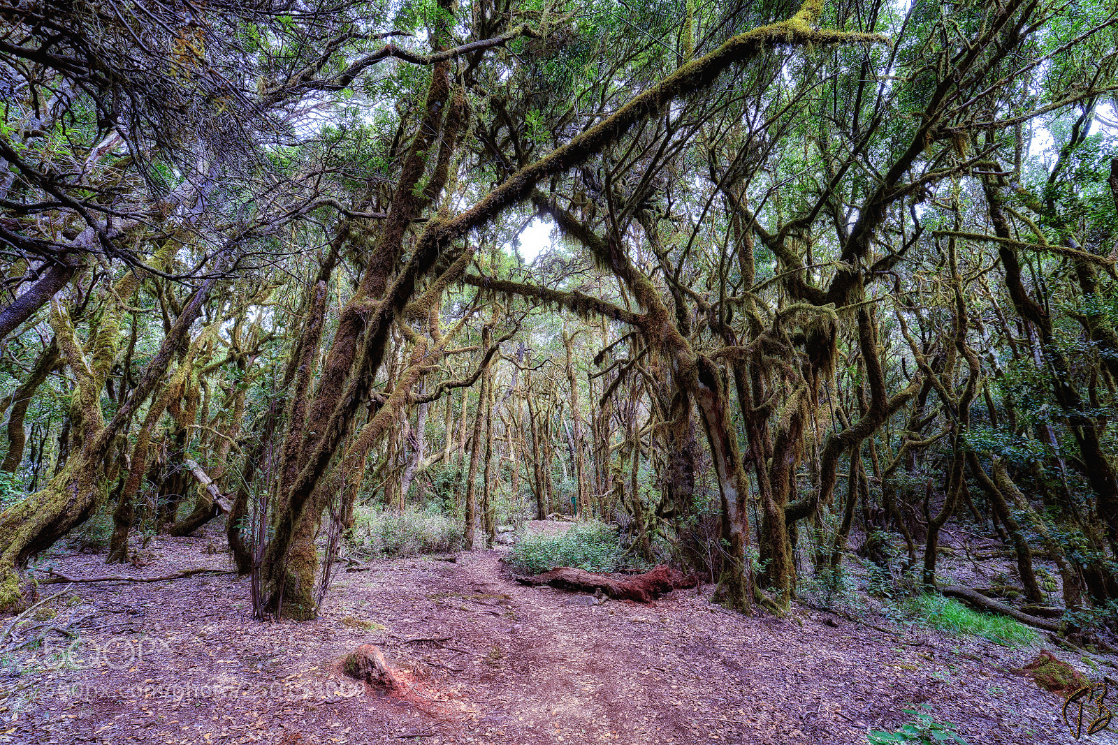Canon EOS 6D Mark II sample photo. Enchanted forest photography