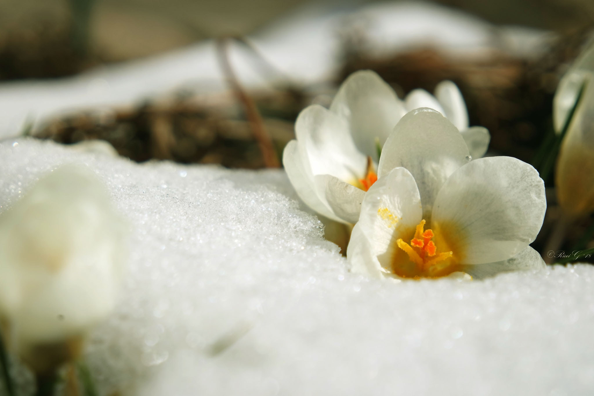 Samsung NX3300 sample photo. Little white flowers photography