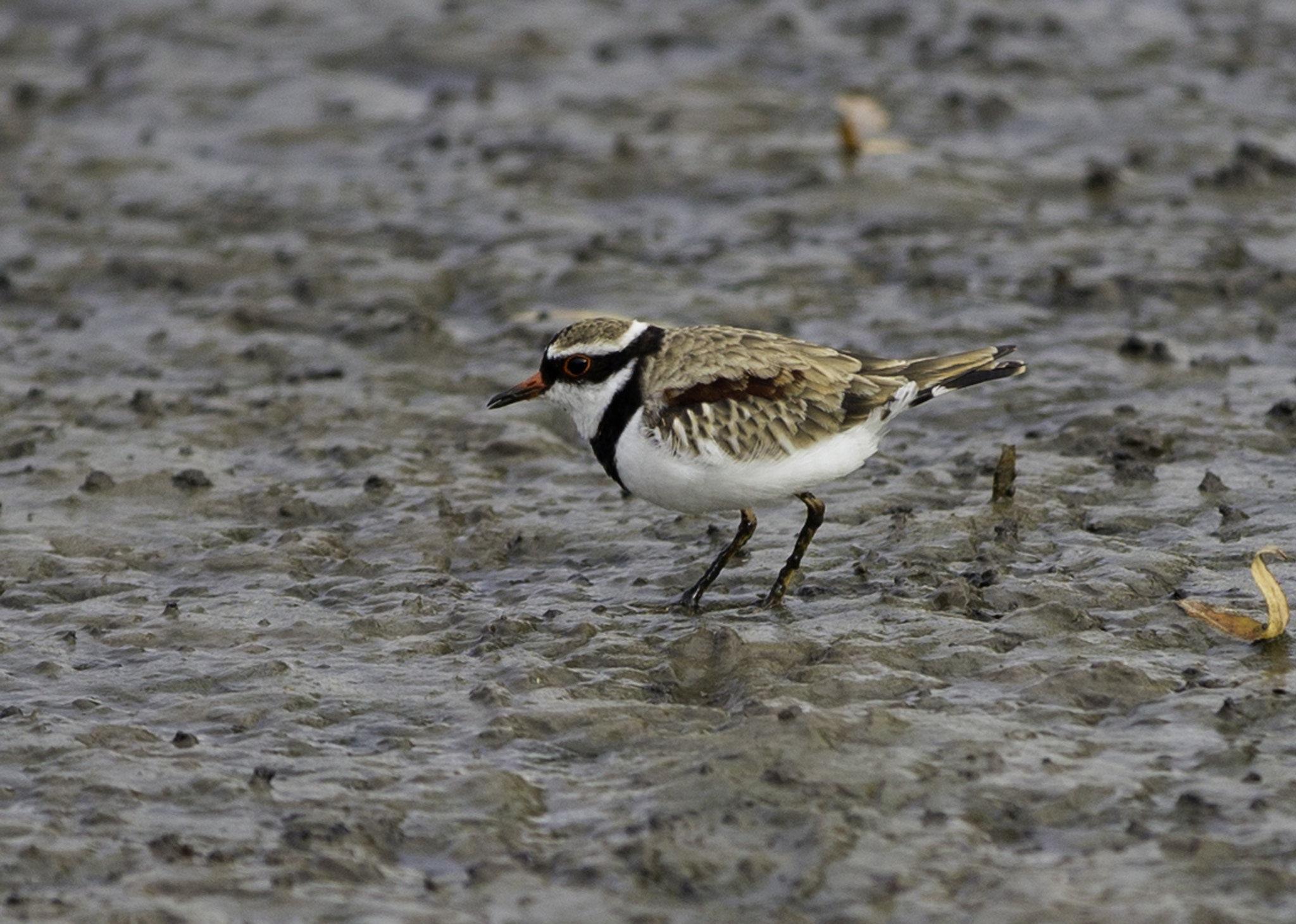Canon EOS-1D C sample photo. The black-fronted dotterel photography