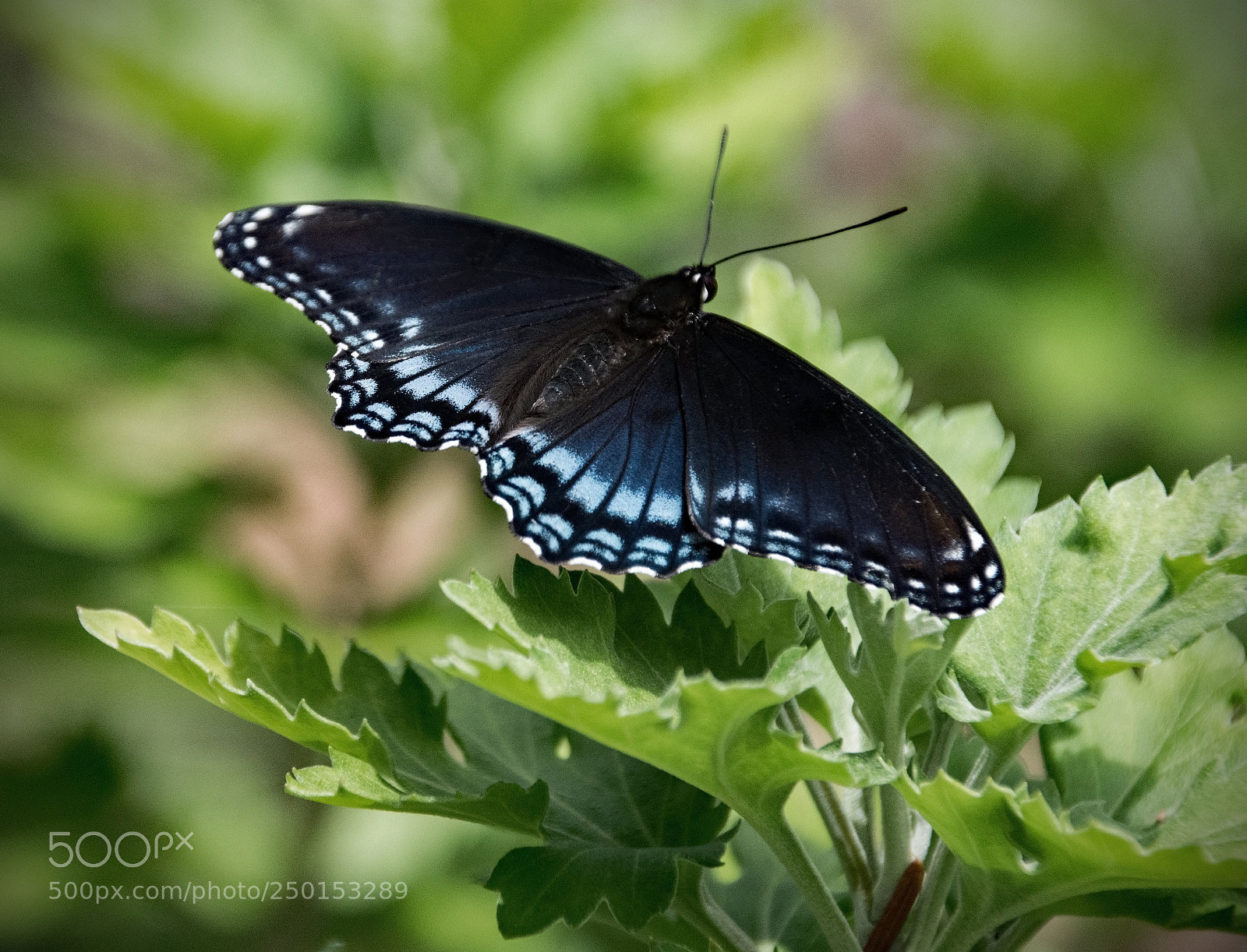Nikon D5300 sample photo. Red spotted purple photography