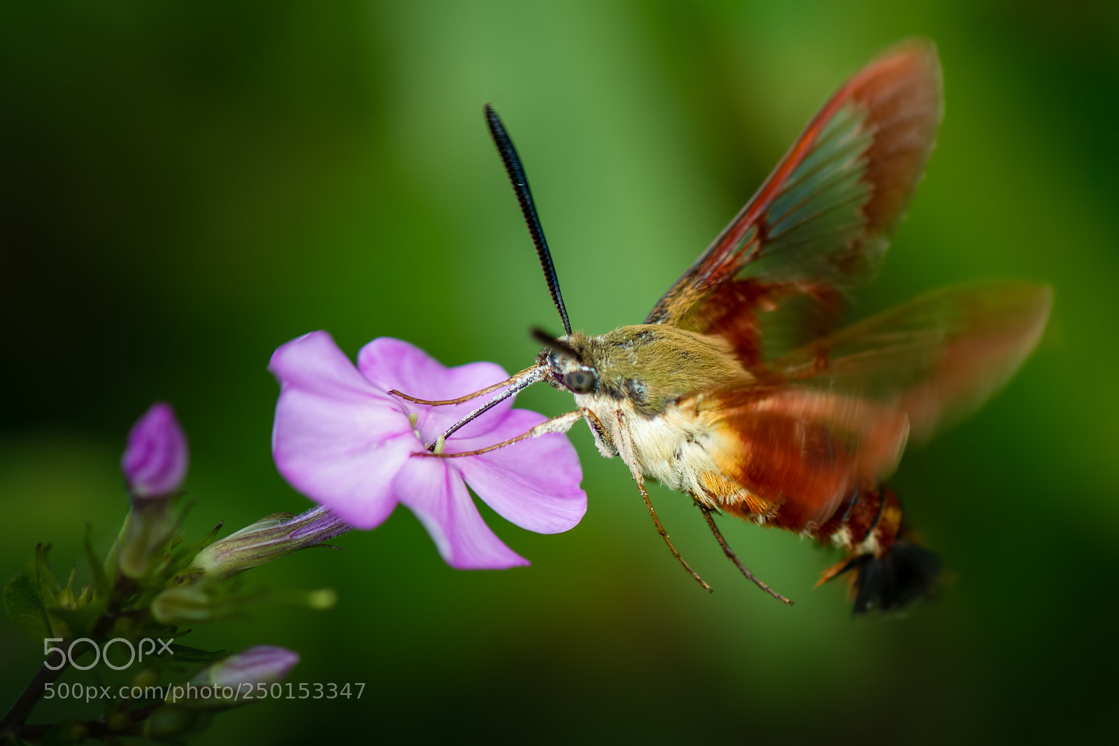 Nikon D7100 sample photo. Hummingbird moth photography