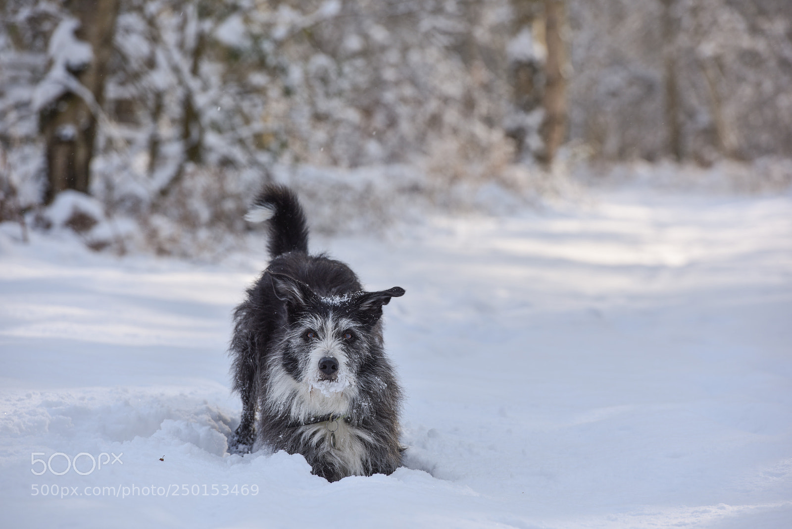 Nikon D810 sample photo. East beast snow dance photography