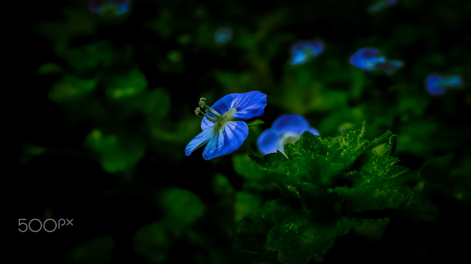 Nikon Coolpix S7000 sample photo. Flower in my school photography