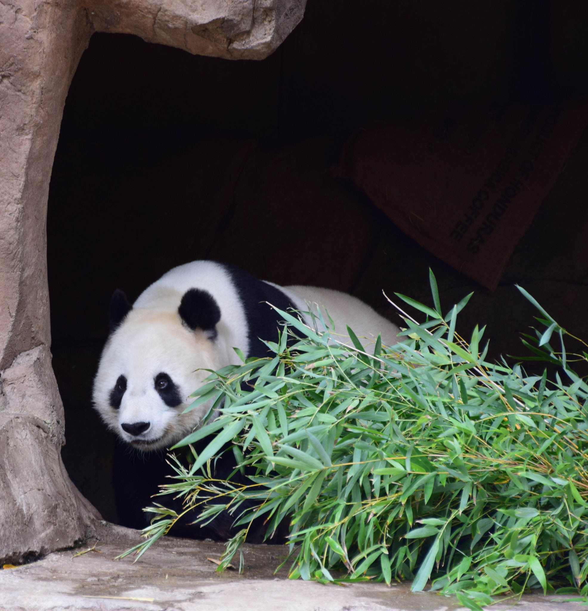 Nikon D5300 sample photo. Giant panda at san diego zoo photography