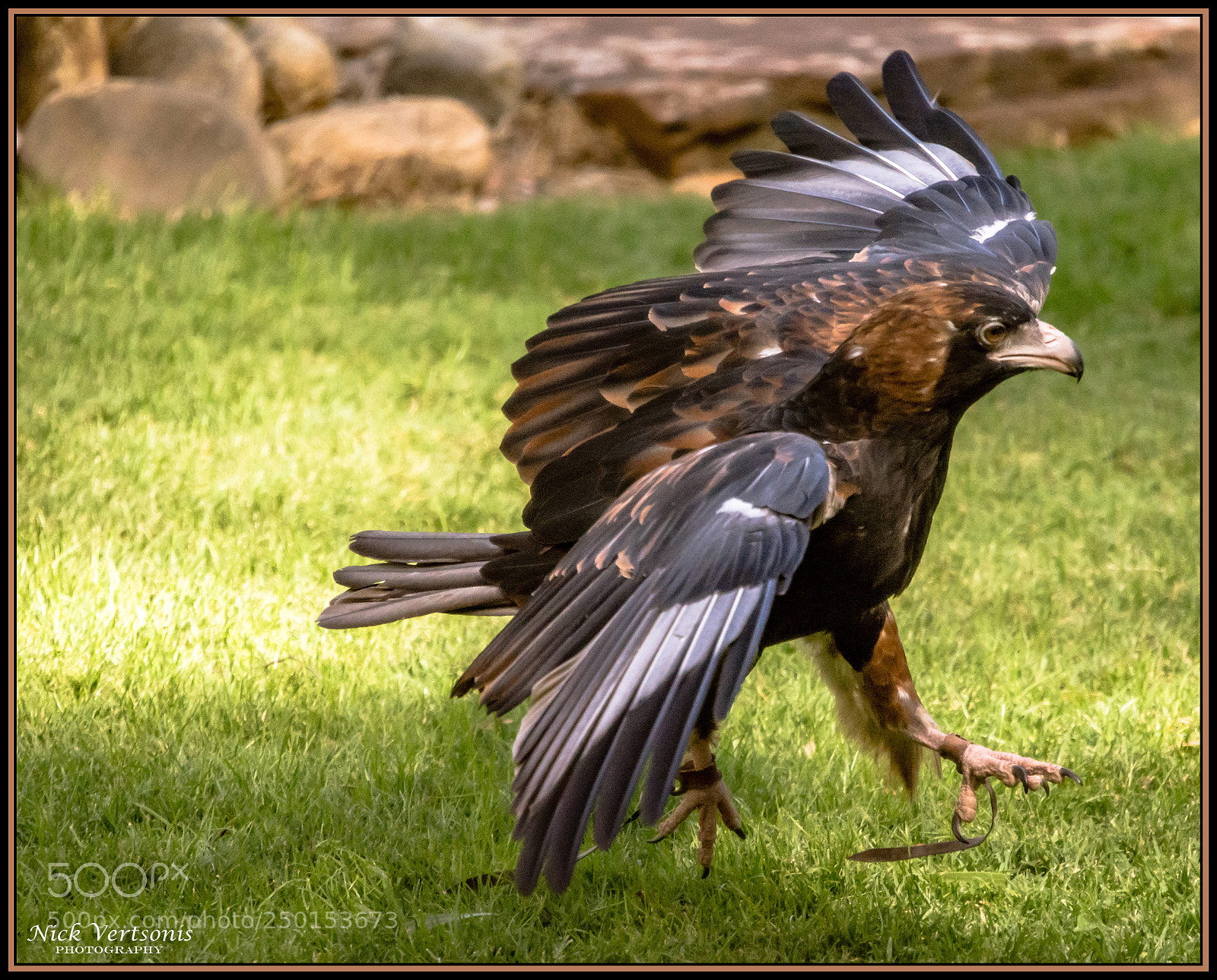 Nikon D7200 sample photo. Brace for landing... photography