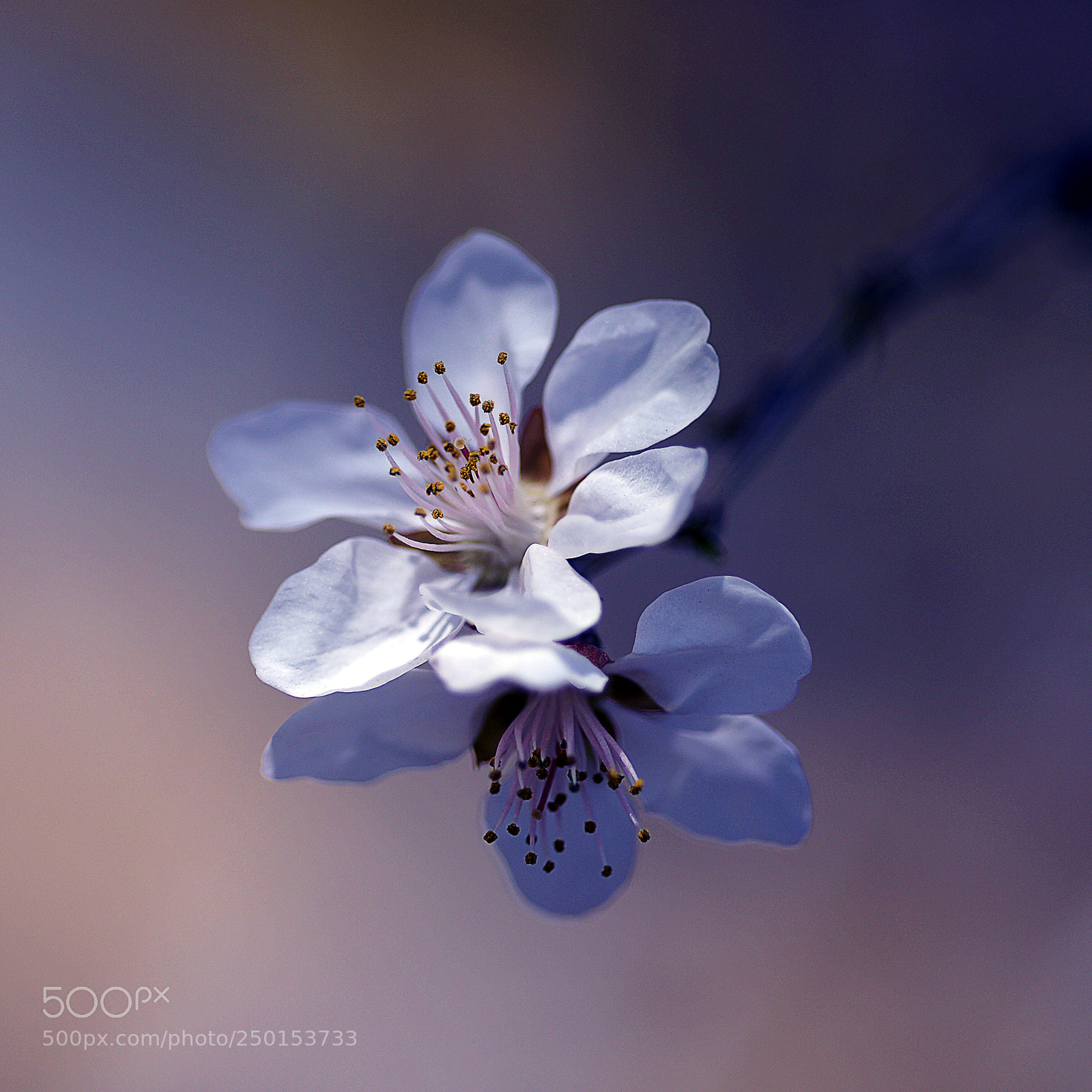 Sony Alpha DSLR-A900 sample photo. 梦幻山桃花 photography