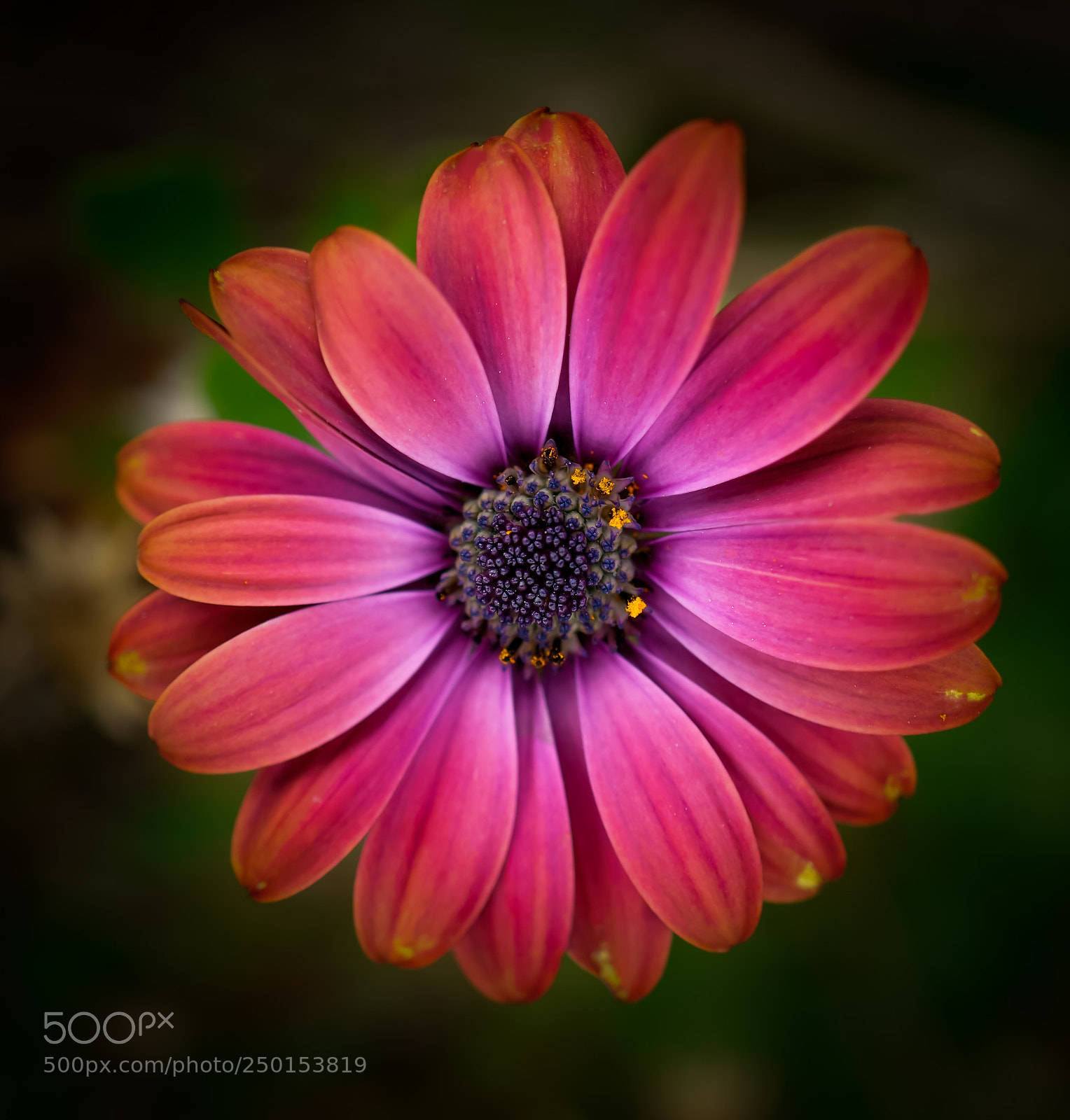 Sony a6000 sample photo. Macro beauty photography