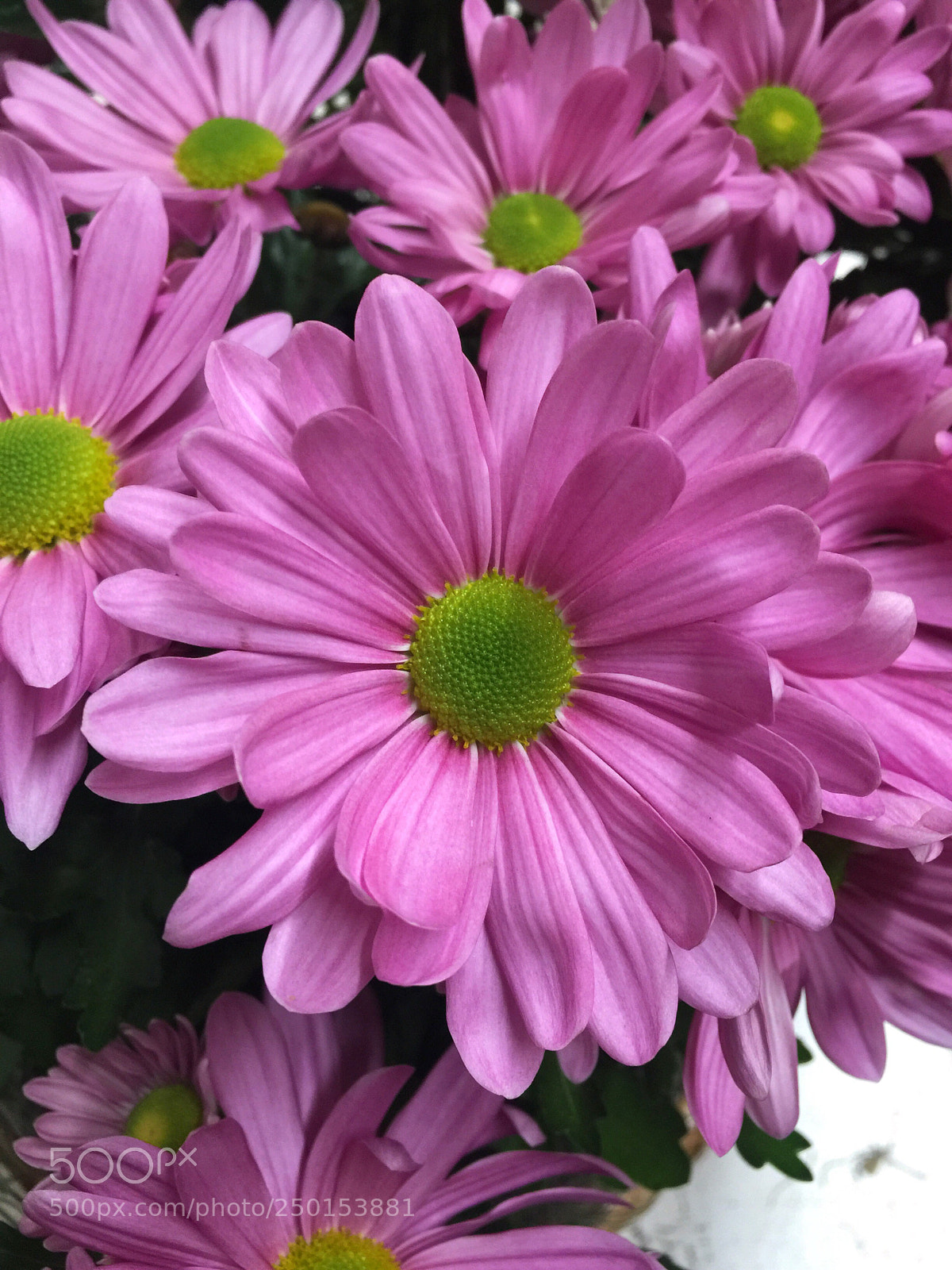 Apple iPhone 6 Plus sample photo. Today’s flower ?  photography