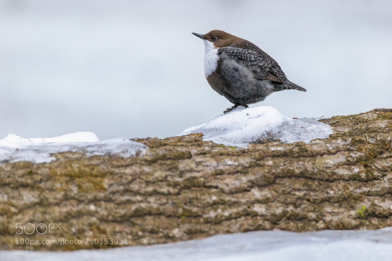 Canon EOS 5D Mark IV sample photo. Dipper photography