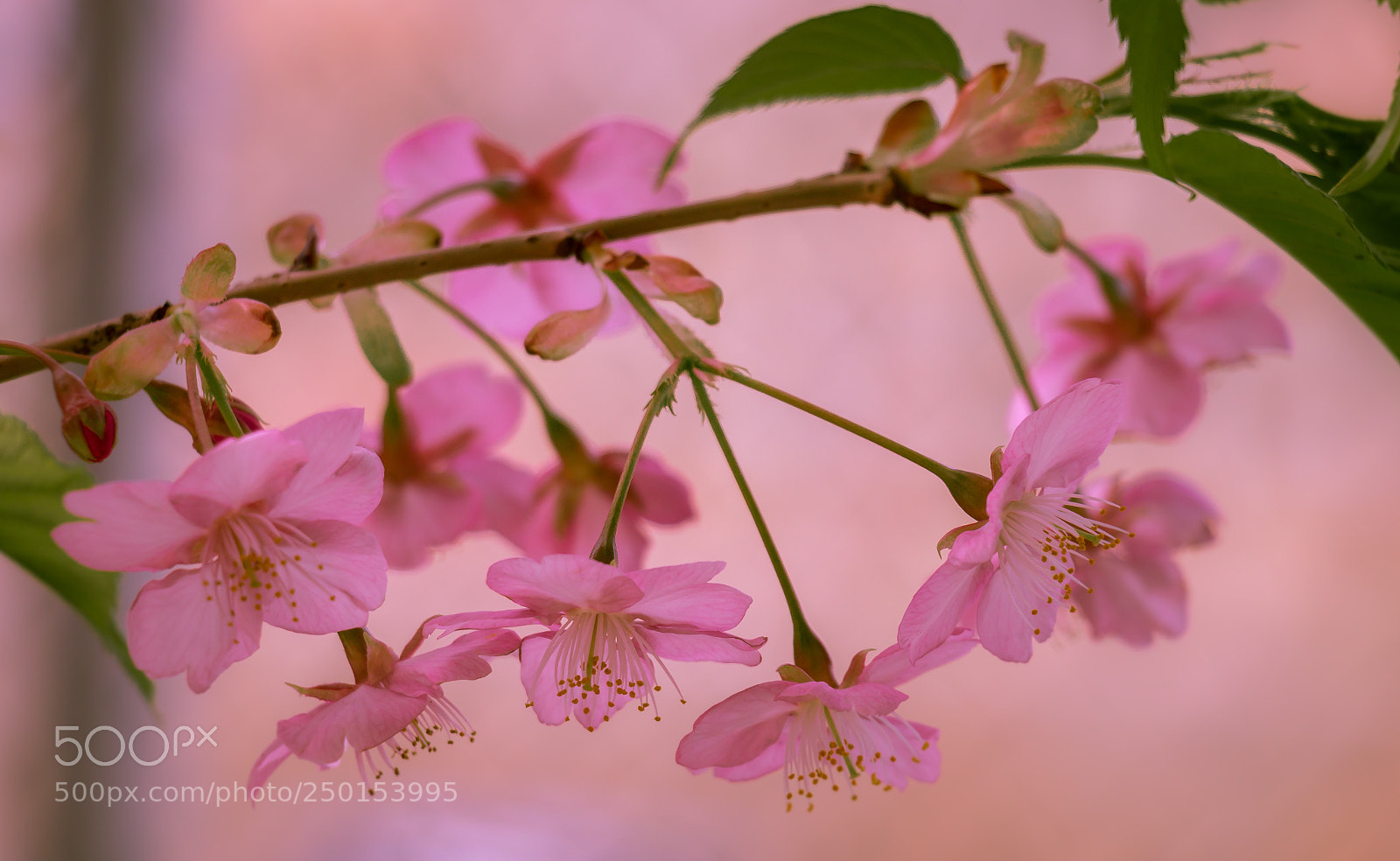 Canon EOS 70D sample photo. A couple of sakura photography