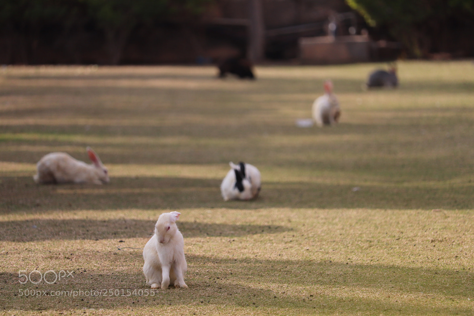 Canon EOS 200D (EOS Rebel SL2 / EOS Kiss X9) sample photo. Shy rabbit  photography