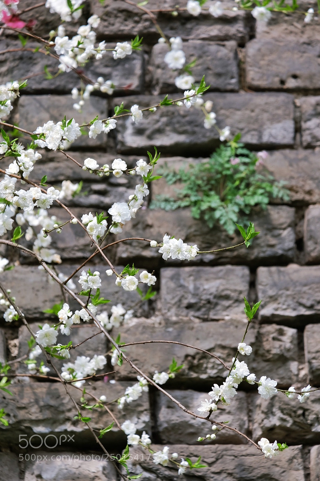 Fujifilm X-A2 sample photo. 春天 photography