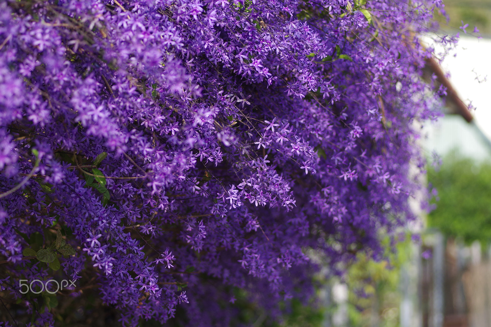 Pentax K-S2 + Pentax smc D-FA 100mm F2.8 Macro WR sample photo. 藍花藤 petrea volubilis photography