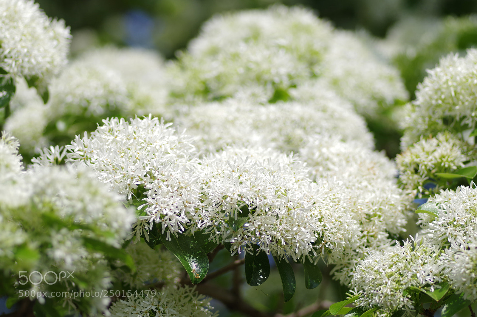 Pentax K-S2 sample photo. 流蘇樹 chionanthus retusus photography