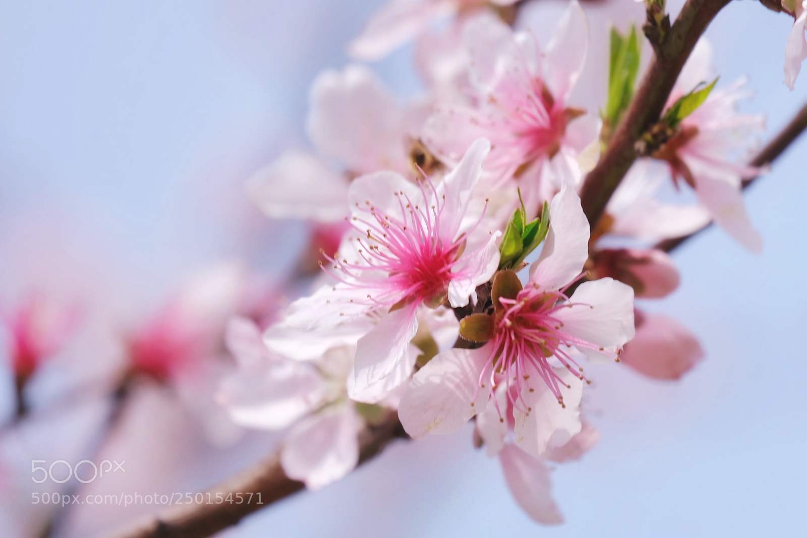 Fujifilm X-A2 sample photo. 桃花 photography