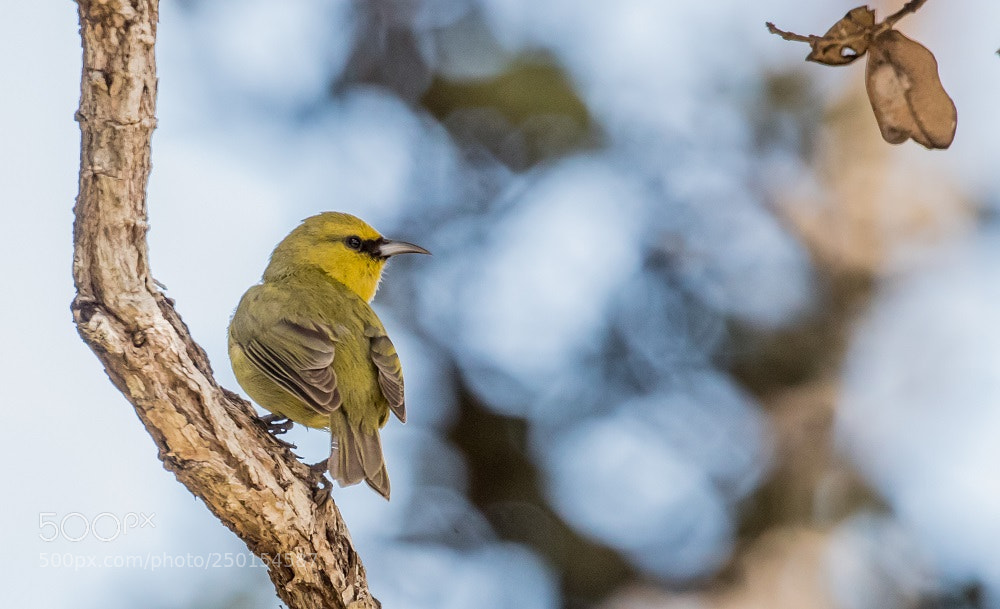 Canon EOS-1D X Mark II sample photo. Amakihi hawaii amakihi big photography
