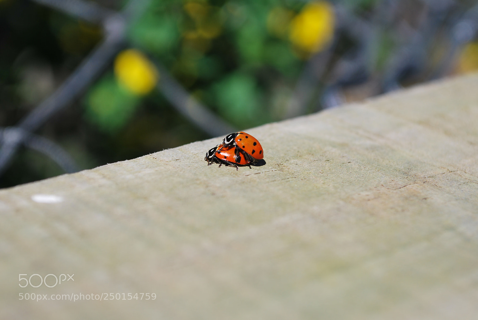 Nikon D60 sample photo. Untitled photography