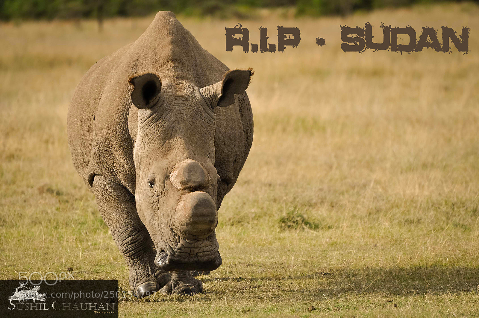 Nikon D5000 sample photo. Rip - sudan photography