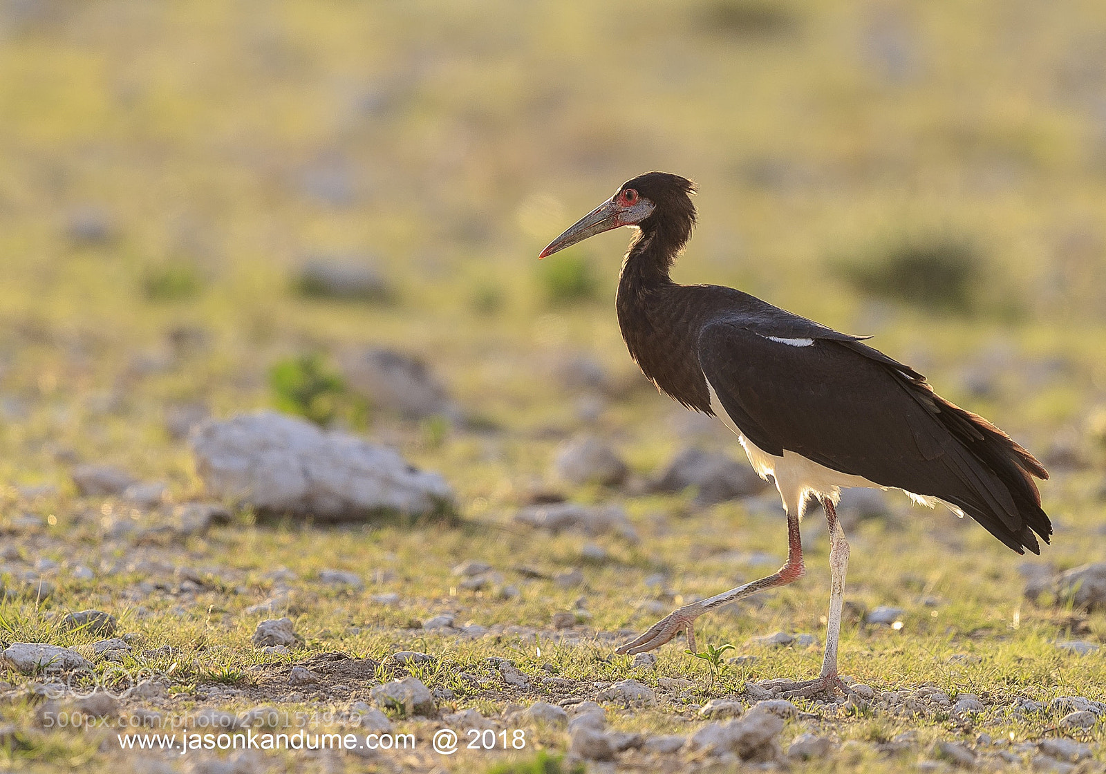 Canon EOS-1D X Mark II sample photo. Stork photography