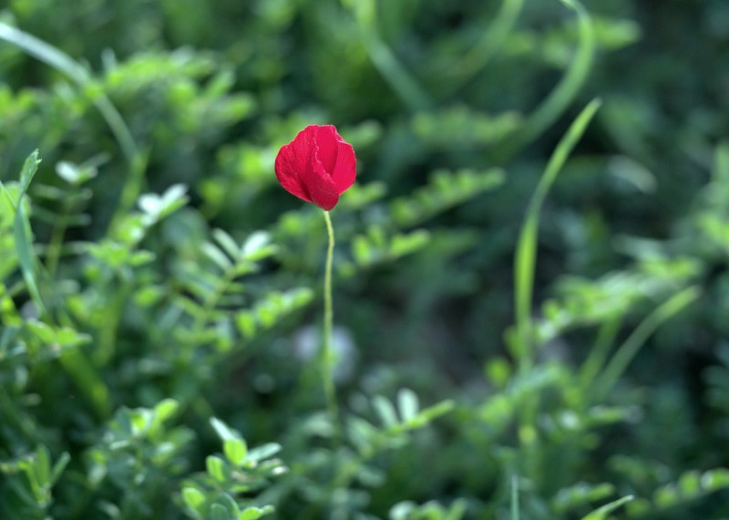 Olympus PEN E-PL8 sample photo. Petit poppy photography