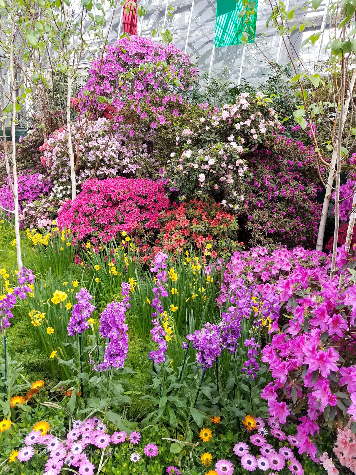 Samsung Galaxy S7 sample photo. Spring colorful flowers.jpg photography
