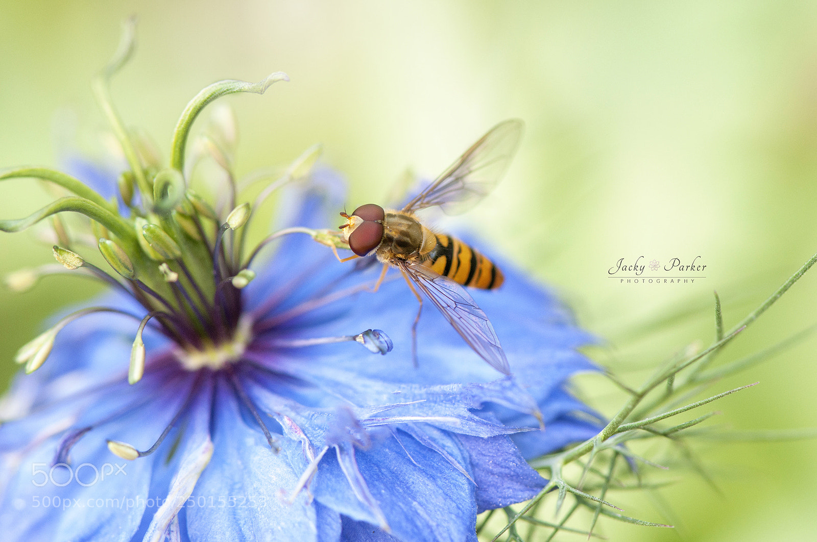 Nikon D300 sample photo. Nigella collection photography