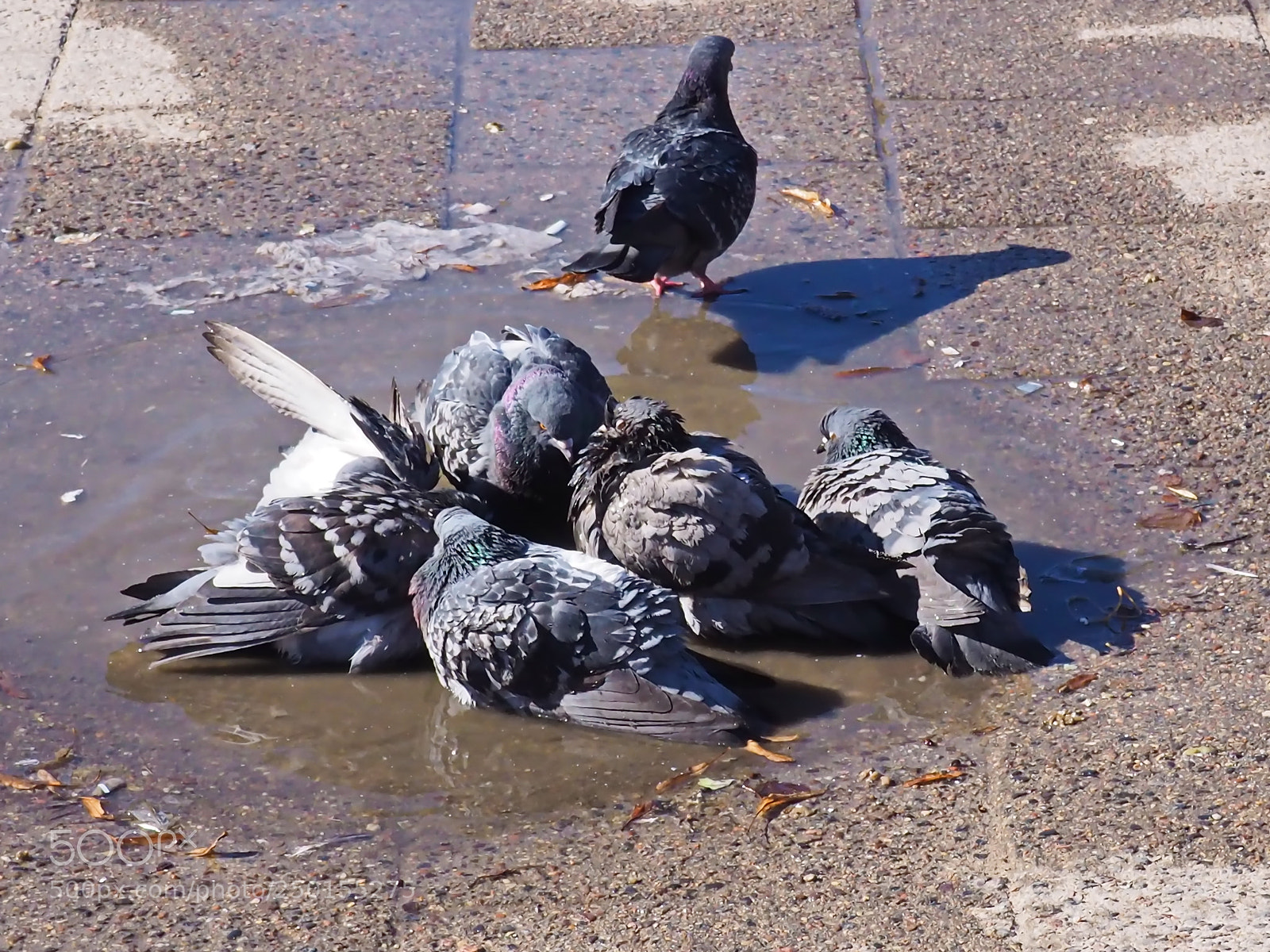 Olympus OM-D E-M10 II sample photo. Pigeon"s lake photography
