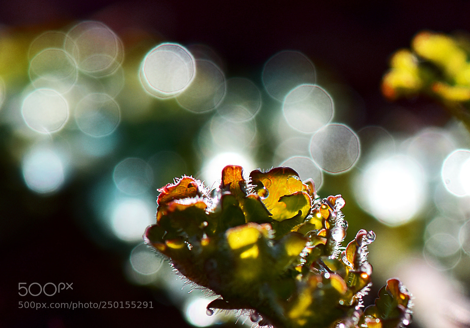 Nikon D810 sample photo. Untitled photography