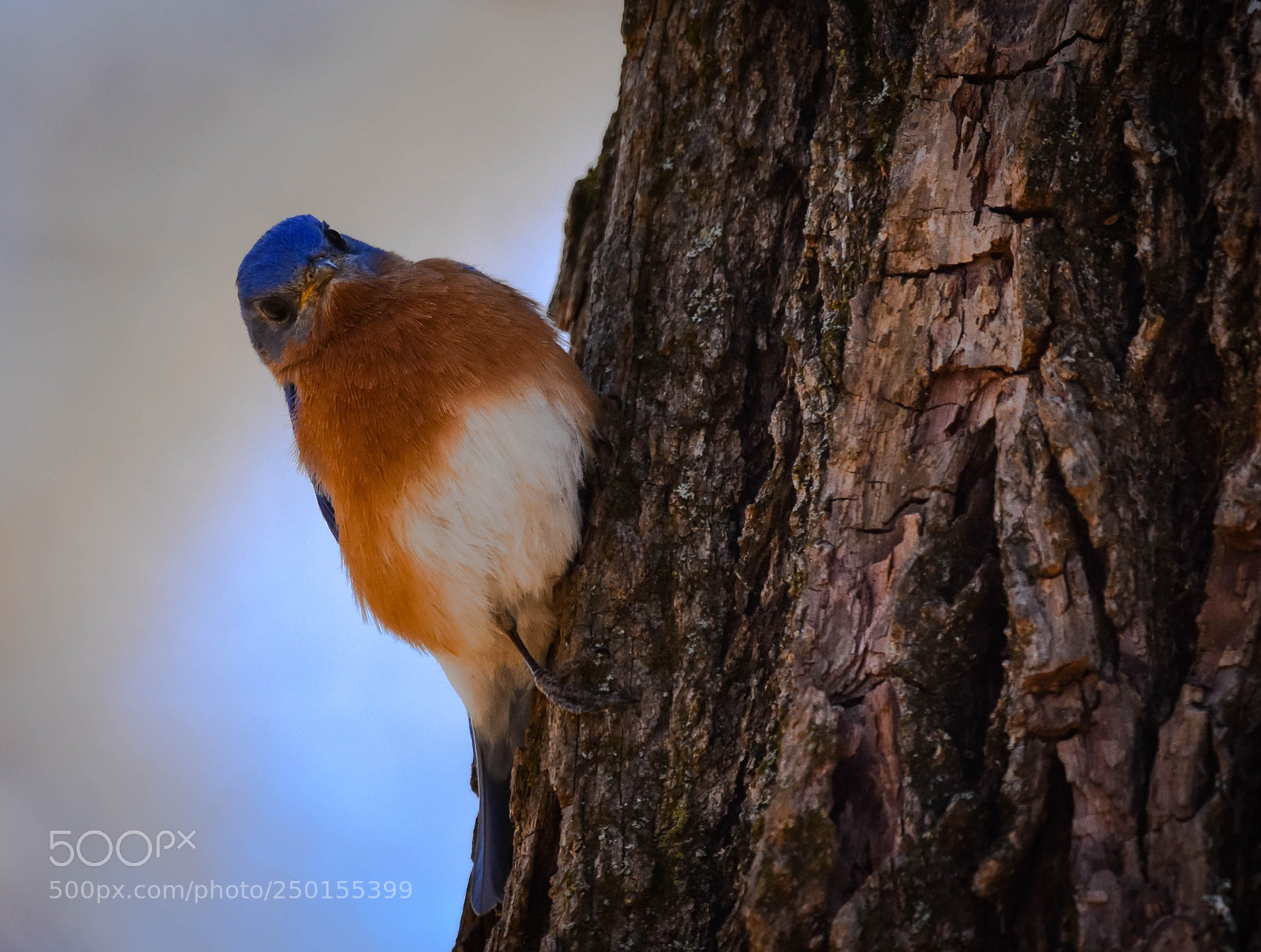 Nikon D3400 sample photo. Eastern bluebird photography
