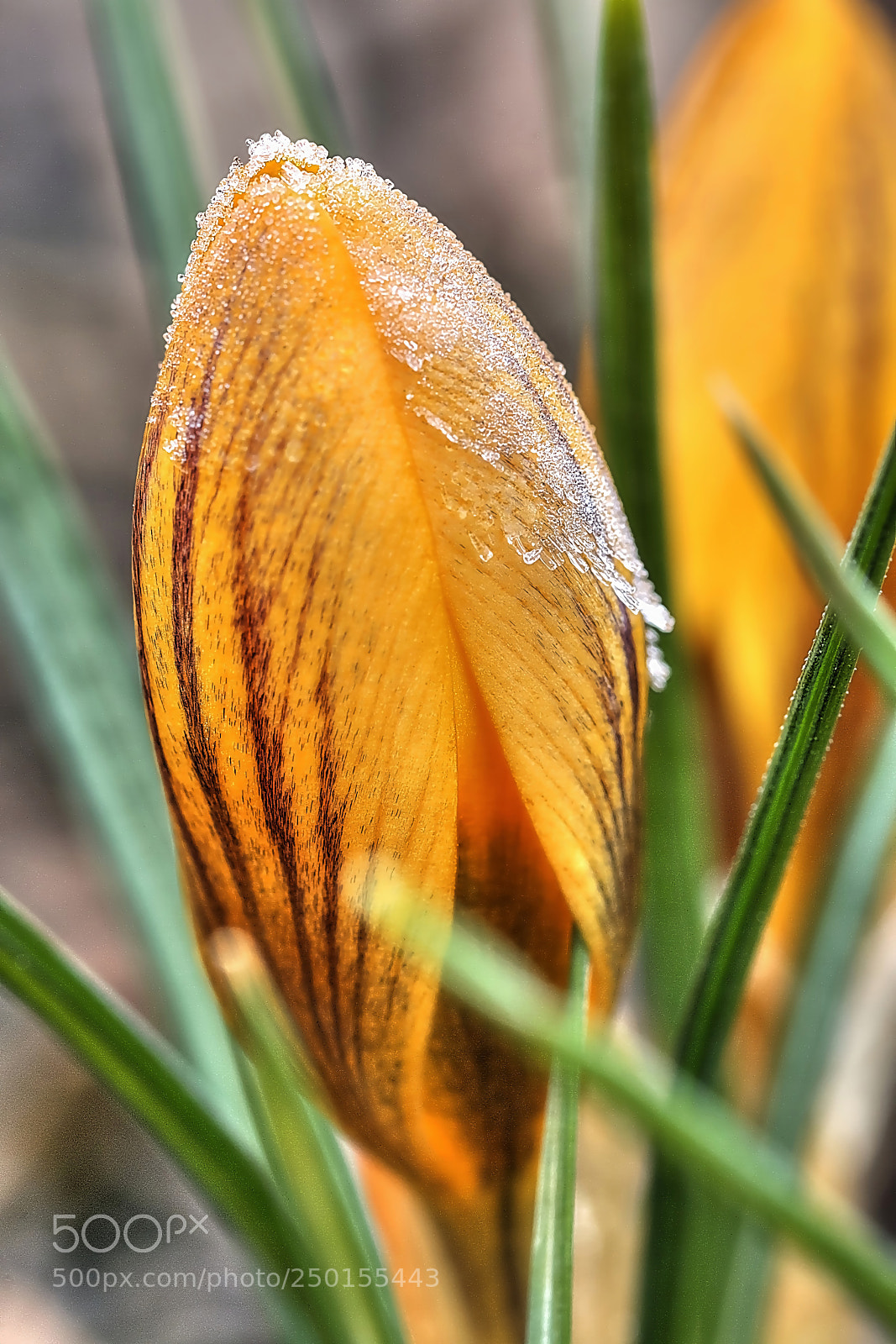 Canon EOS 70D sample photo. Ese photography