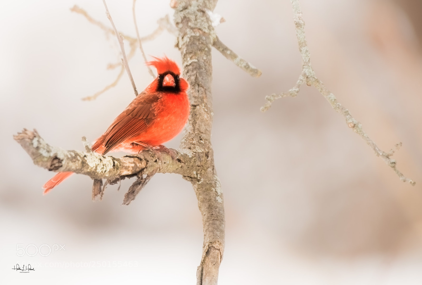 Nikon D810 sample photo. The red cardinal photography