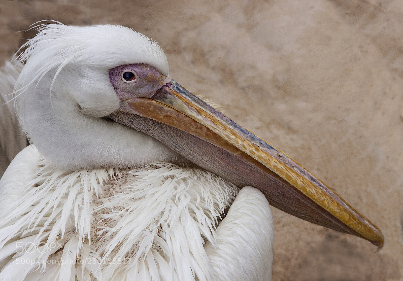 Canon EOS 50D sample photo. Pelican photography