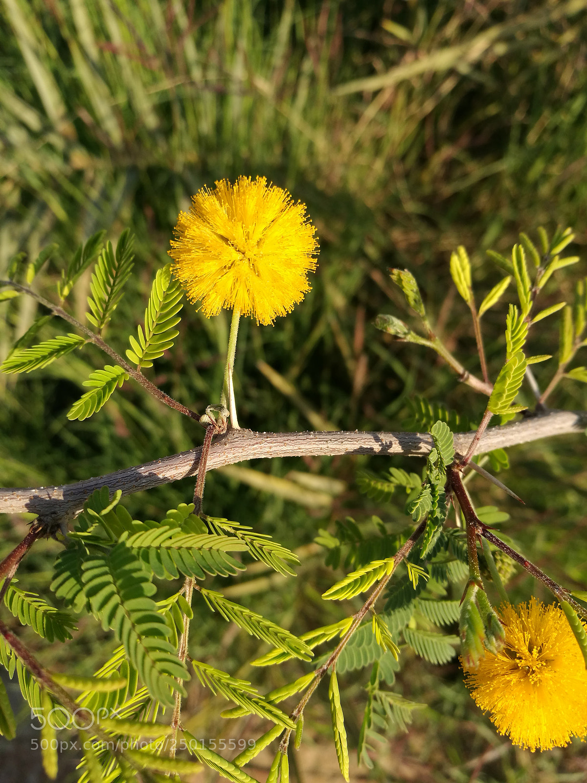 HUAWEI P9 sample photo. Flower photography