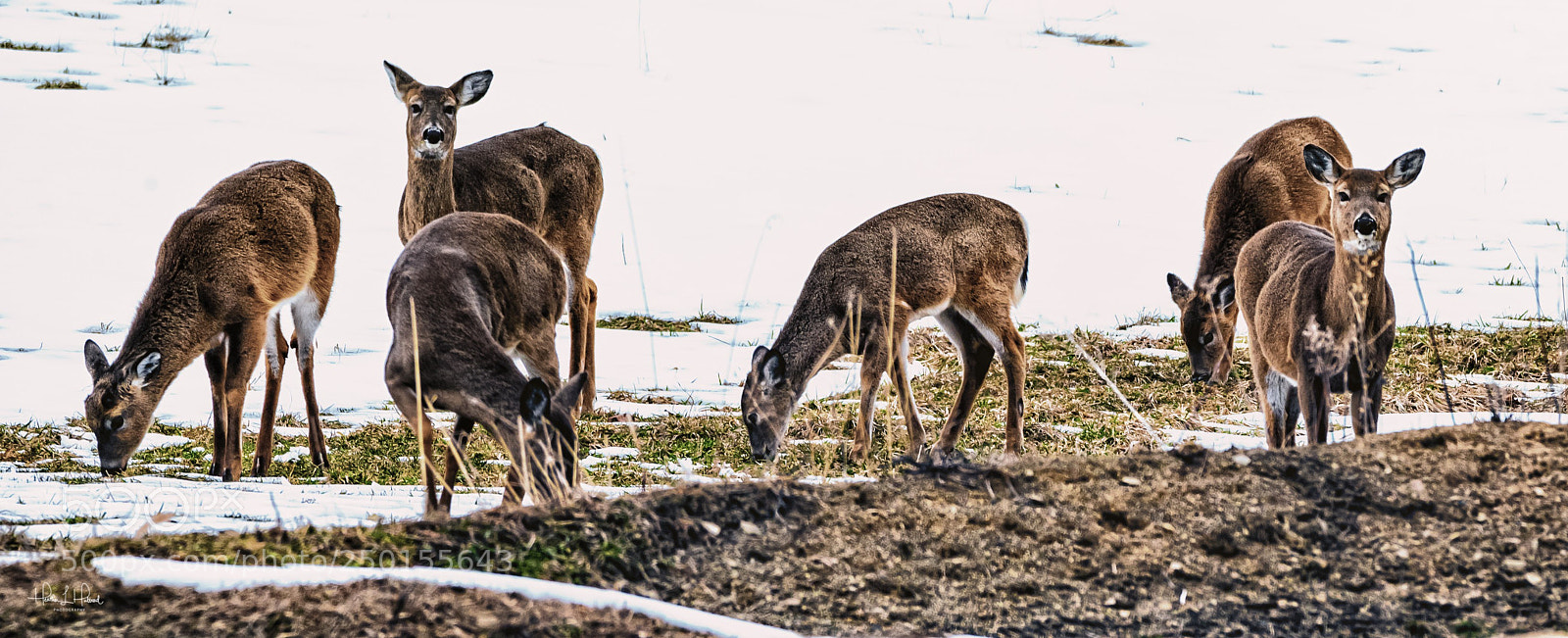Nikon D810 sample photo. The herd photography