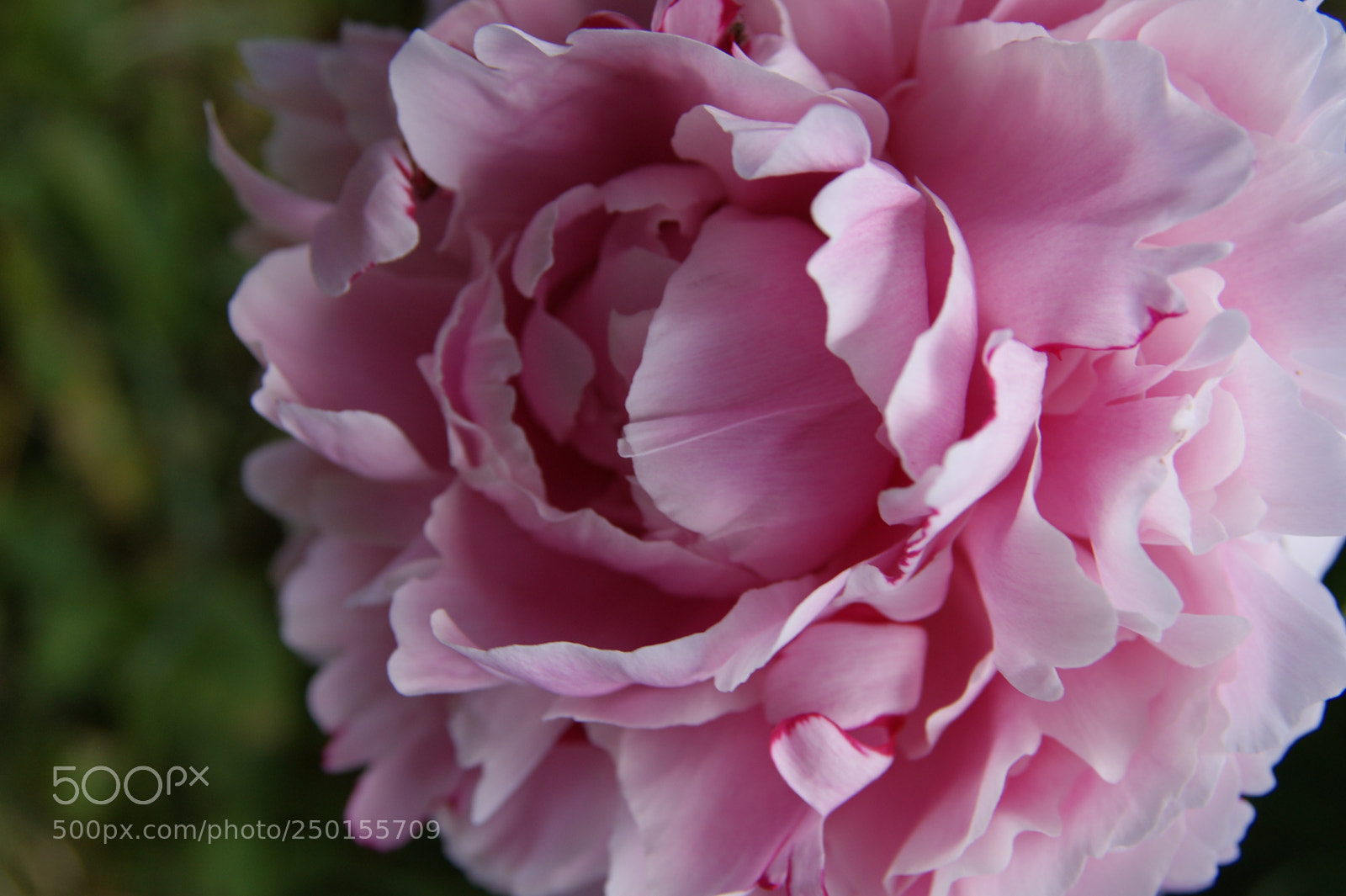 Sony Alpha DSLR-A350 sample photo. Flowers in my garden photography